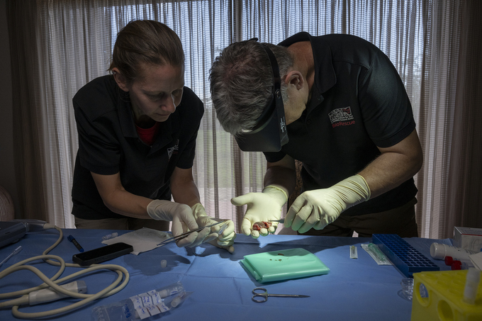 In this photograph released by the Leibniz Institute for Zoo and Wildlife Research, Dr. Thomas Hildbrandt, head of projects, right, holds a white rhinoceros embryo that was created in a lab from an egg and sperm that had been previously collected from other rhinos and later transferred into a southern white rhino surrogate mother, in Kenya Nov. 29, 2023. Photo handed out via AP