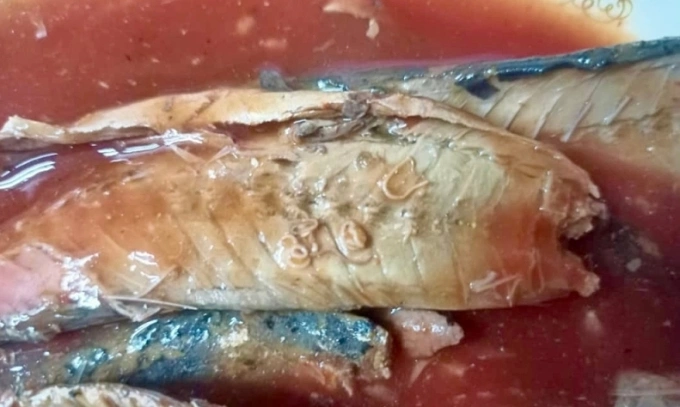 马来西亚从中国进口的16吨鱼罐头检出寄生虫 马来西亚从中国进口的16吨鱼罐头检出寄生虫