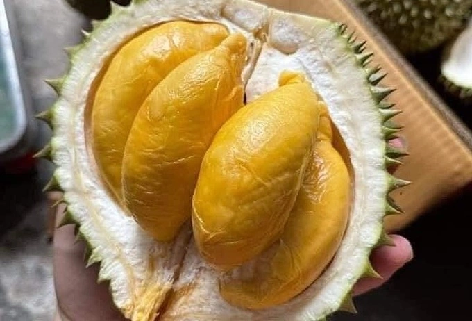 A mini durian imported from Thailand. Photo by Thanh Hoan