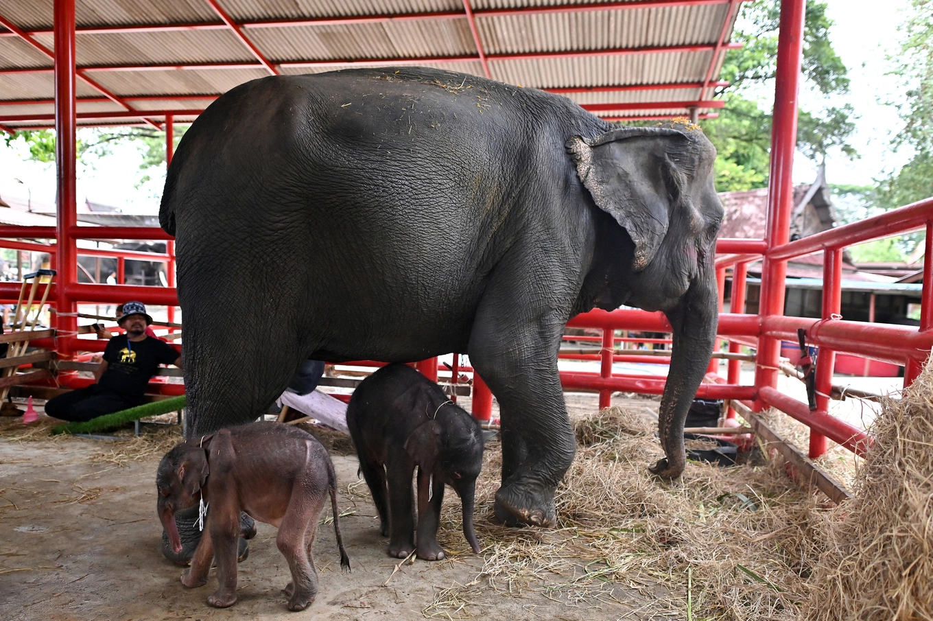 Rare elephant twins born in dramatic birth in Thailand - VnExpress International