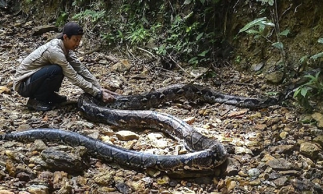 Woman found dead swallowed by python in Indonesia - VnExpress International