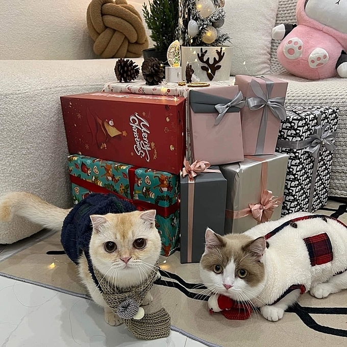 The clothes and gifts Mai Anh prepared for her two cats for Christmas 2023 at her home in Hanoi. Photo courtesy of Anh