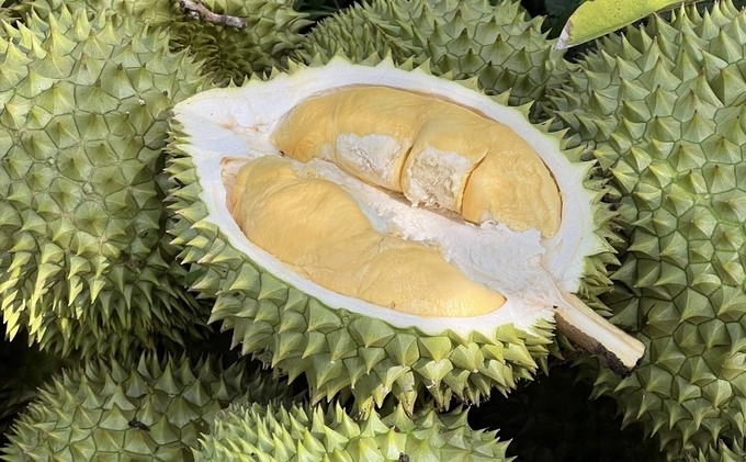 Durians. Illustration photo by Manh Khuong