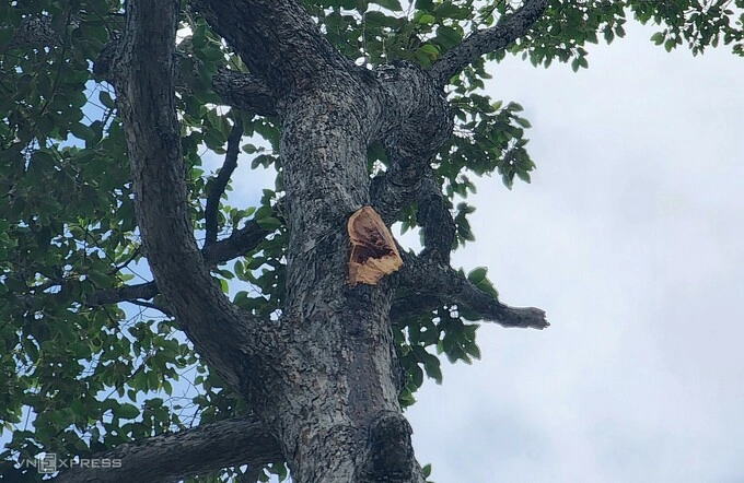 A tree at Tao Dan Park in HCMC after one of its branches broke off, killing two people, Aug. 9, 2024. Photo by VnExpress/Dinh Van