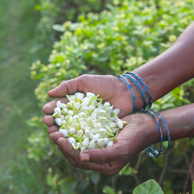 Jasmine flowers are picked at 9-10 a.m. and 2-5 p.m. when their buds are still closed, keeping the perfect scent. Photo courtesy of ToCoToCo