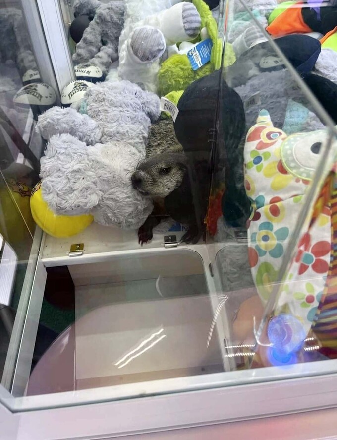In this photo acquired by AP is a groundhog dubbed Colonel Custard, July 30, 2024, in Hollidaysburg.