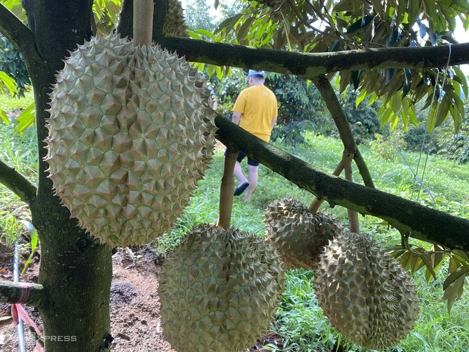 Durian at a garden in Vietnams Central Highlands. Photo by VnExpress/Thi Ha