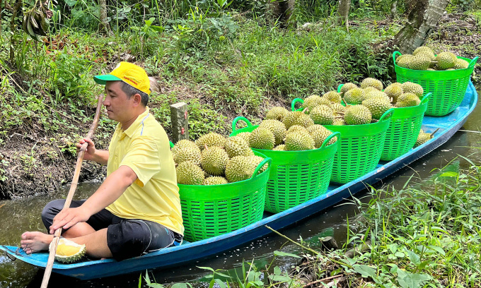 Durians at an orchard in the Mekong Delta. Photo by Manh Khuong
