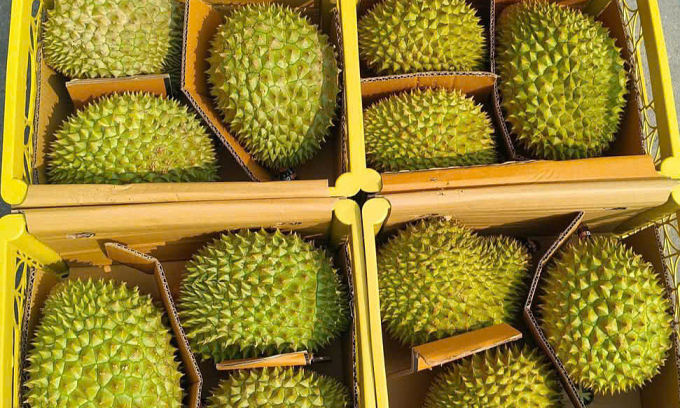 Durian boxes originally intended for export by businesses in Dak Lak are now being sold cheaply in the domestic market. Photo by Doan Van Ven