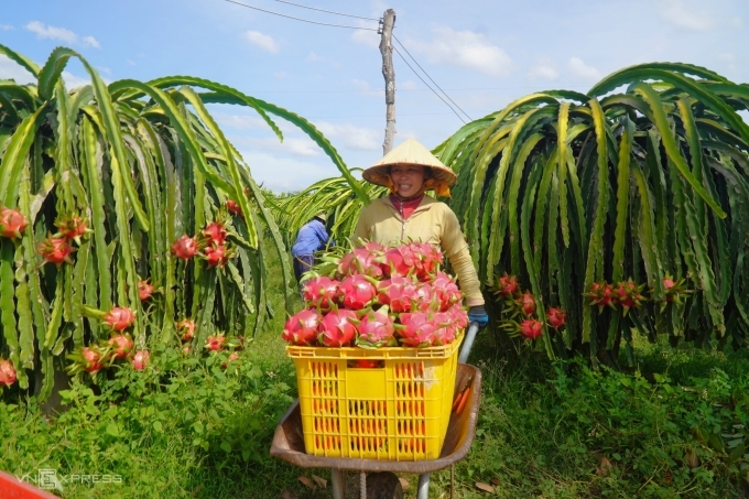 A farmer transports durian in Binh Thuan Province. Photo by VnExpress/Viet Quoc