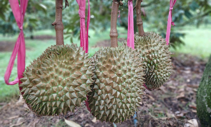 Durians at a Hoang Anh Gia Lai orchard. Photo by VnExpress/Thi Ha
