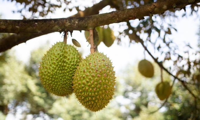 Malaysia land dispute involving 1,000 chopped durian trees tied to former officials: anti-corruption agency
