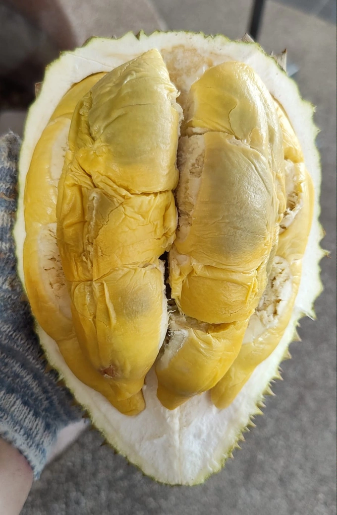 A Tupai King durian. Photo from Cap Tupai durian shops Facebook