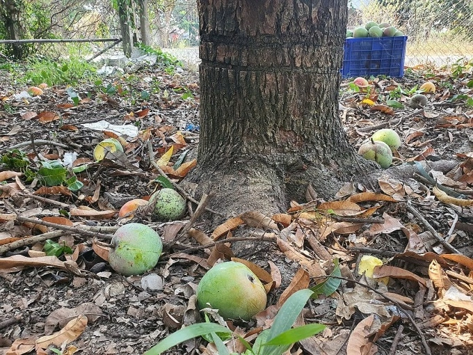 Ripe mangoes drop in Khanh Hoa Province, May 2025. Photo by VnExpress/Bui Toan