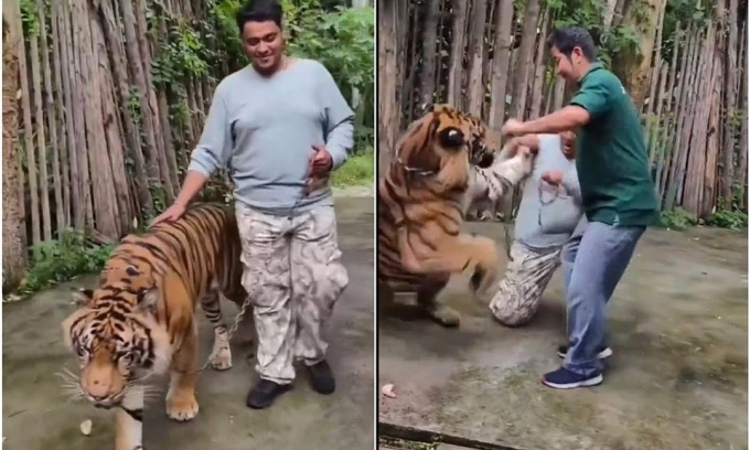 Indian tourist attacked by tiger in Thailand while attempting selfie