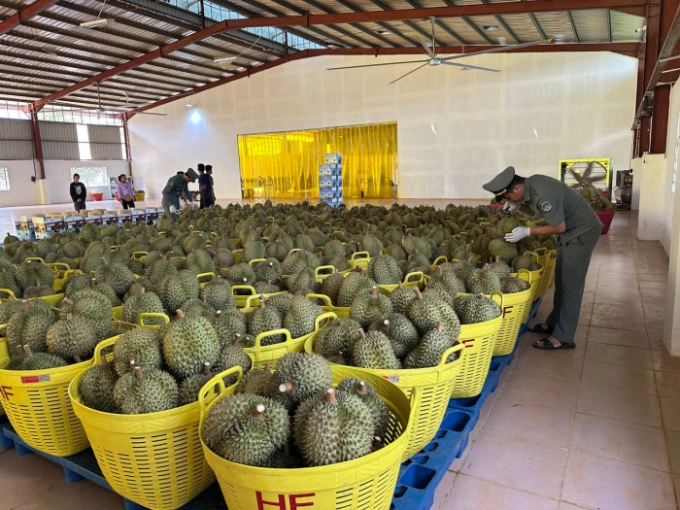 Cambodian durians undergoing inspection for export to China