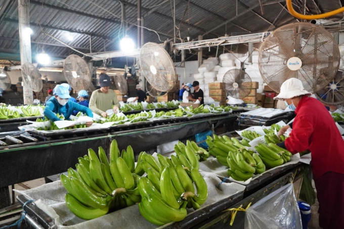 Workers process bananas in a factory in Long An, Tay Ninh Province, southern Vietnam in December 2024. Photo by VnExpress