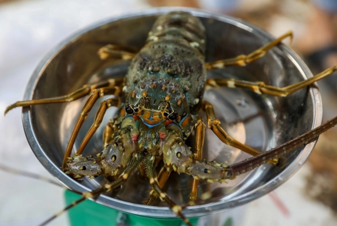 A lobster for sale in Ho Chi Minh City