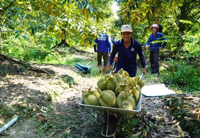 Farmers harvest durians in Tien Giang Province, Mekong Delta, Vietnam. Photo by VnExpress/Hoang Nam