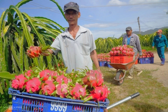 A farmer collects dragon fruits in Binh Thuan Province, February 2022. Photo by VnExpress/Viet Quoc