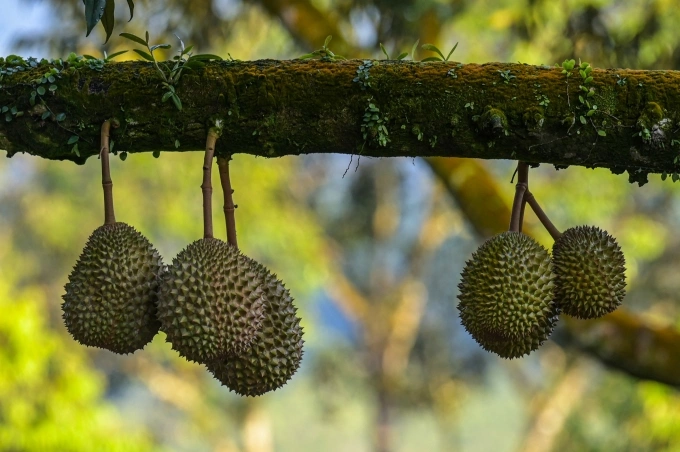 Durians hanging on a tree at a farm in Raub, Pahang state