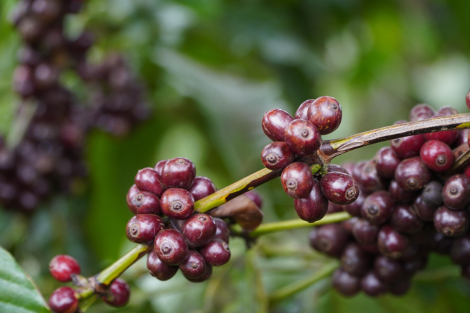 Coffee in Gia Lai Province, December 2020