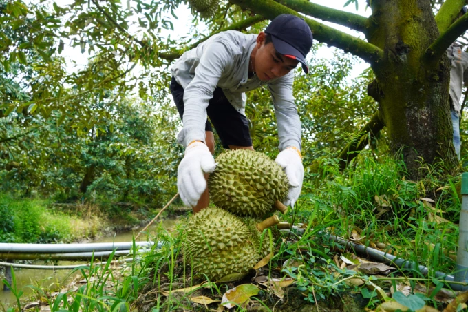 A farmer harvests durians in Tien Giang Province, November 2023. Photo by VnExpress/Hoang Nam