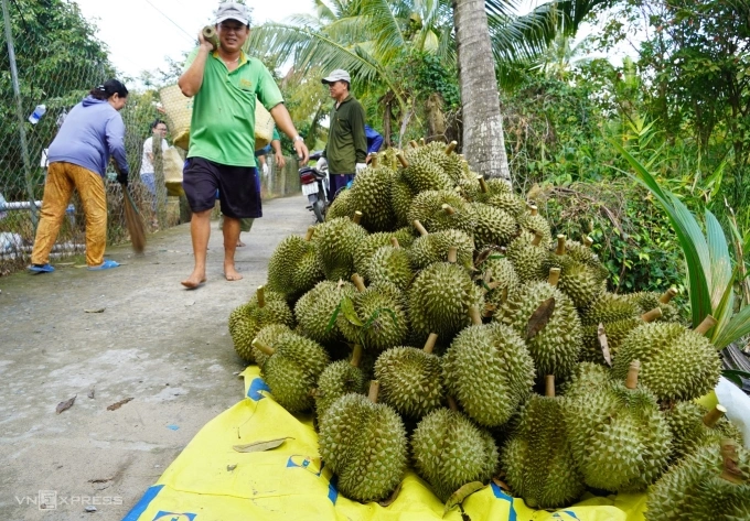 Durians seen in Tien Giang Province