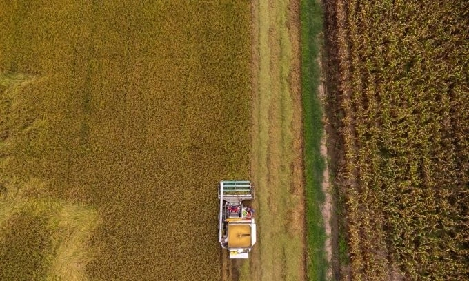 Thailand’s rice exports drop for 10th month