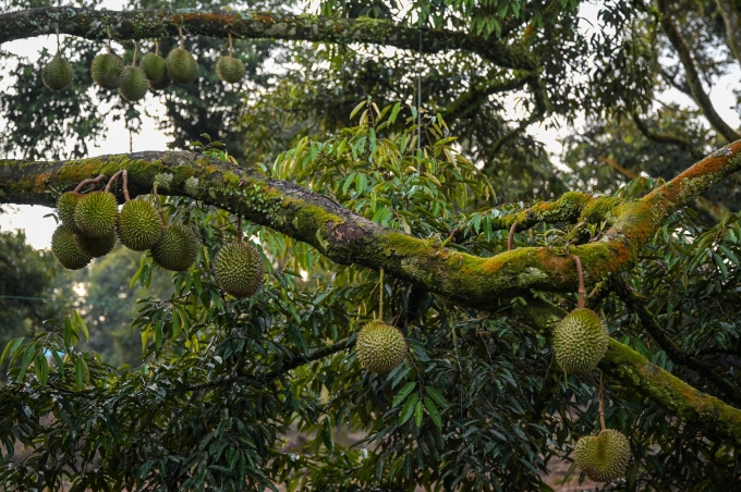 This picture taken on Feb. 8, 2021 shows durians hanging on a tree at a farm in Raub in Malaysias Pahang state. Photo by AFP