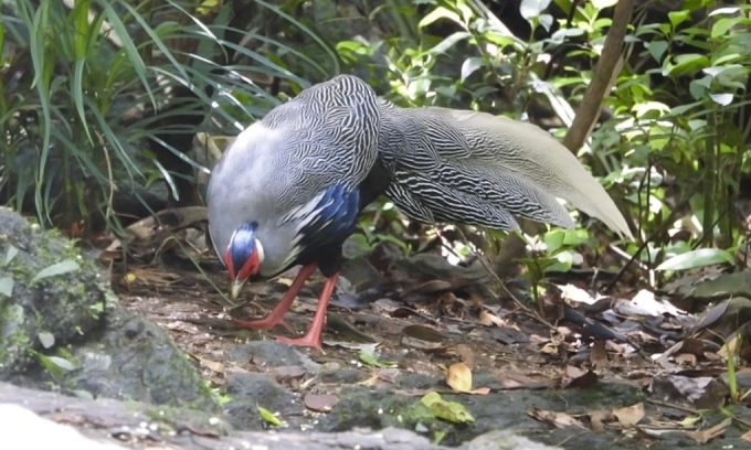 Pet owners panic after learning their animals are endangered species