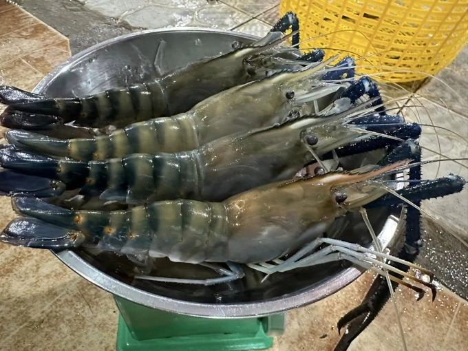 Giant freshwater prawns. Photo by Viet Hiep