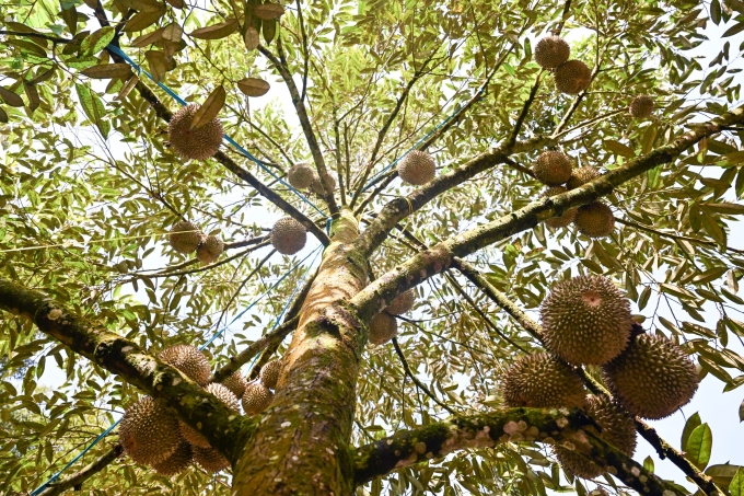 Durians are seen on the tree at a durian orchard in Raub of Pahang state, Malaysia, Oct. 16, 2025. Photo by Xinhua via AFP