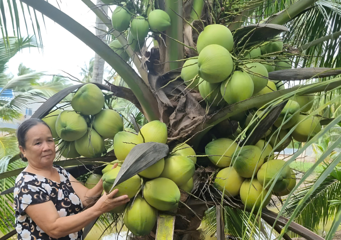 A farmer stands next to a coconut tree in the Mekong Delta Region, Vietnam. Photo by VnExpress/Dang Khoa