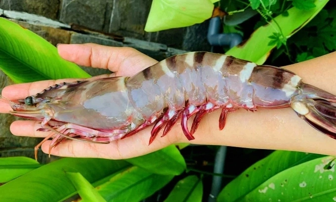 A large shrimp in Vietnam. Photo by VnExpress/An Cang