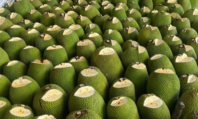 Vietnam gains approval for fresh jackfruit exports to China
