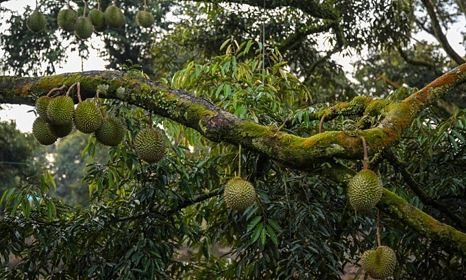 Malaysia seizes 1.2 tonnes of drugs from lab hidden in Penang durian orchard