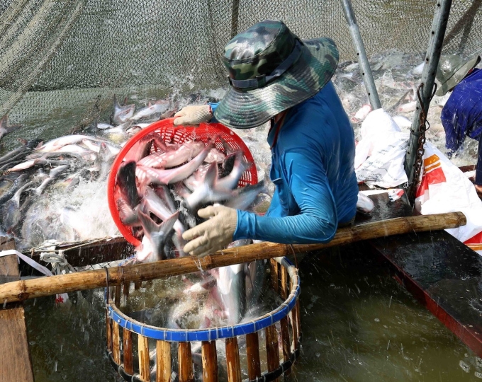 Vietnamese people feed pangasius on a farm in Dong Thap, Mekong Delta on Nov. 24, 2020. Photo by Latin America News Agency via Reuters