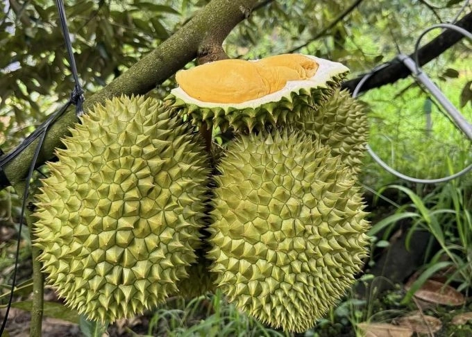 Durians in an orchard in the Mekong Delta city of Can Tho. Photo by VnExpress/Manh Khuong
