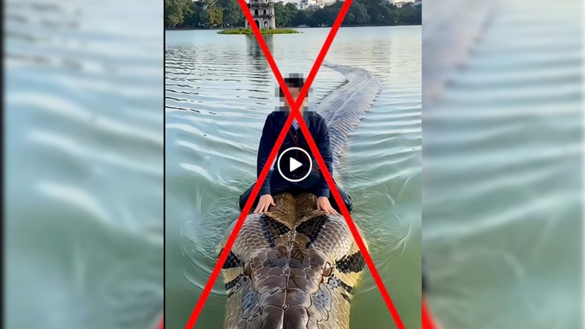 Python Lake Hanoi man fined for posting AI-generated video of giant python in Sword ...