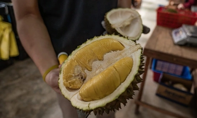 A worker shows a ‘Musang King’ variety of durian called at a shop in Kuala Lumpur. Photo by AFP