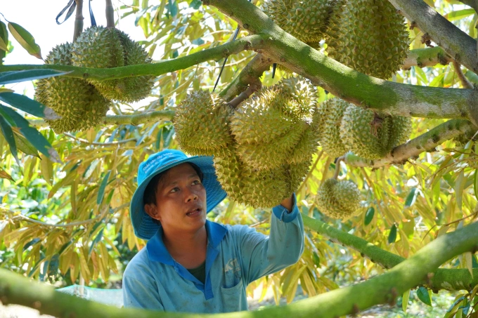 Durians at an orchard in the former Mekong Delta province of Long An. Photo by VnExpress/Hoang Nam