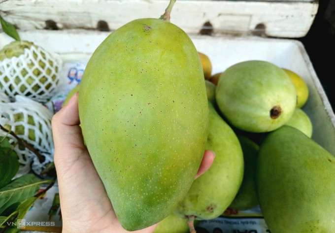 Xoài cát Hòa Lộc được bán tại cửa hàng trên đường Phan Đăng Lưu, phường Gia Định (TP HCM) sáng 9/2. Ảnh: Thi Hà