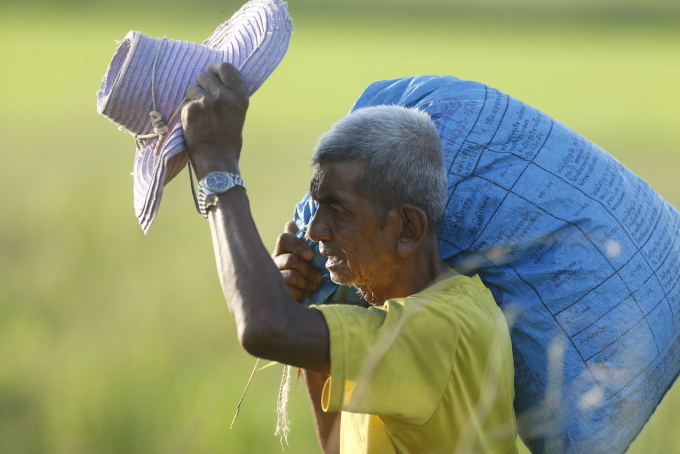 A farmer harvests in his rice field during sunrise in Nakhon Sawan province, north of Bangkok, on October 19, 2025. Photo by NurPhoto via AFP