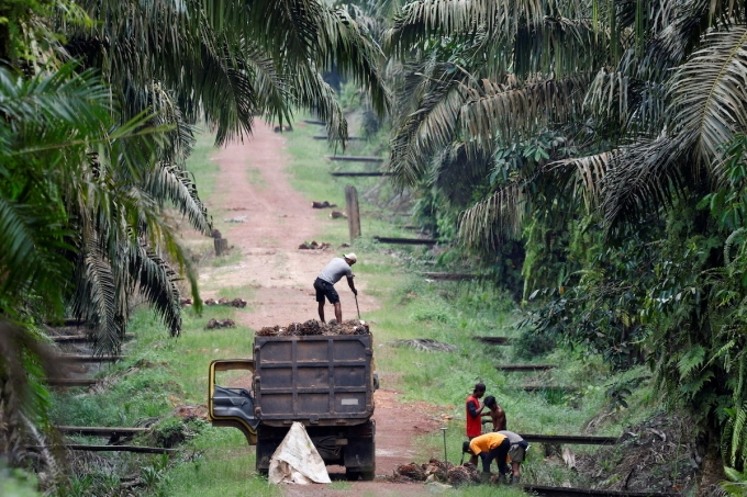 Workers load fresh oil palm fruit bunches from a palm oil plantation in Hanjalipan village, East Kotawaringin, Central Kalimantan province, Indonesia, July 22, 2025. Photo by Reuters