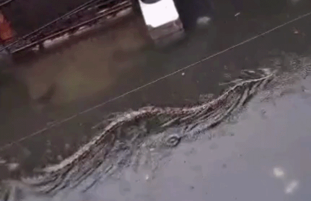 Bali 5m Python Videos show giant pythons swimming through flooded Bali streets after ...