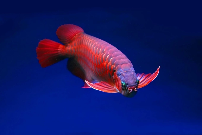 An Asian arowana fish in a file photo by Pexels.