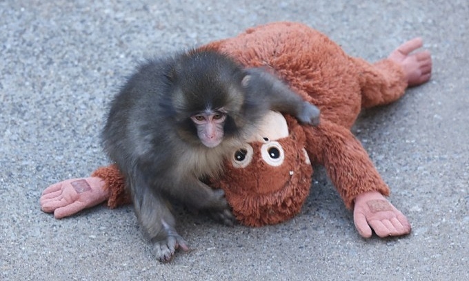 Punch the baby monkey isn't being bullied: Japan zoo - VnExpress International