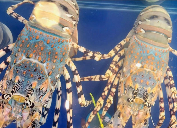 Lobsters seen at a restaurant in HCMC. Photo by VnExpress/Thi Ha