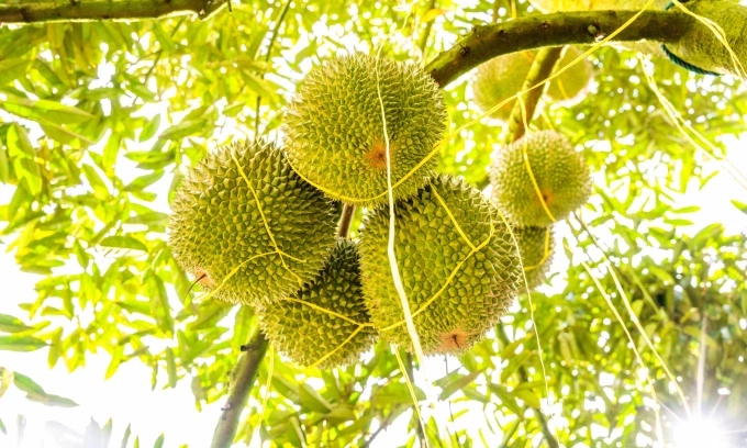 2021年11月21日,马来西亚榴莲园里的榴莲。新华社摄,法新社